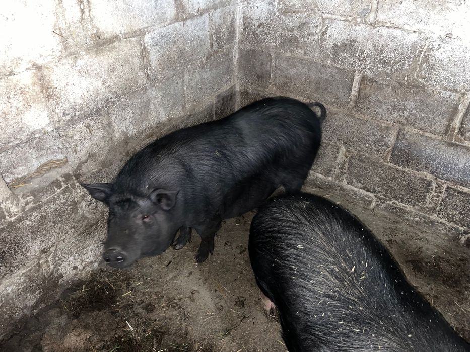 Продам свиней  на мясо