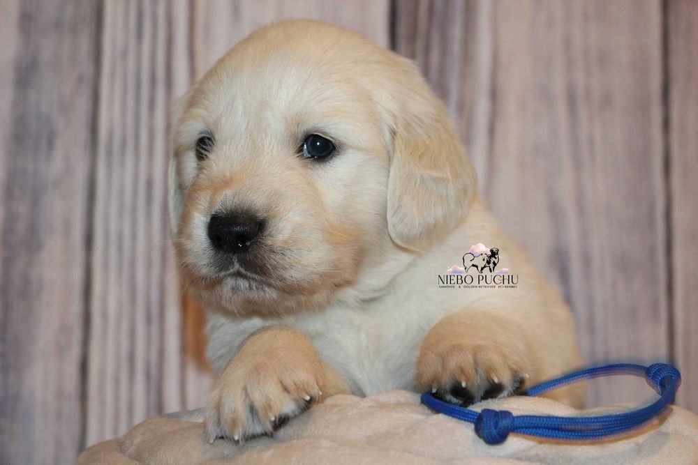 Piesek Golden retriever ZKwP FCI
