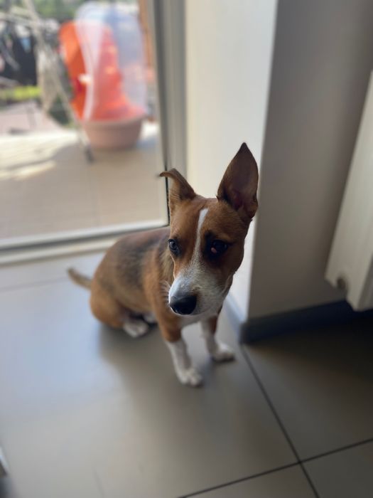 Терміново віддам песика в добрі руки