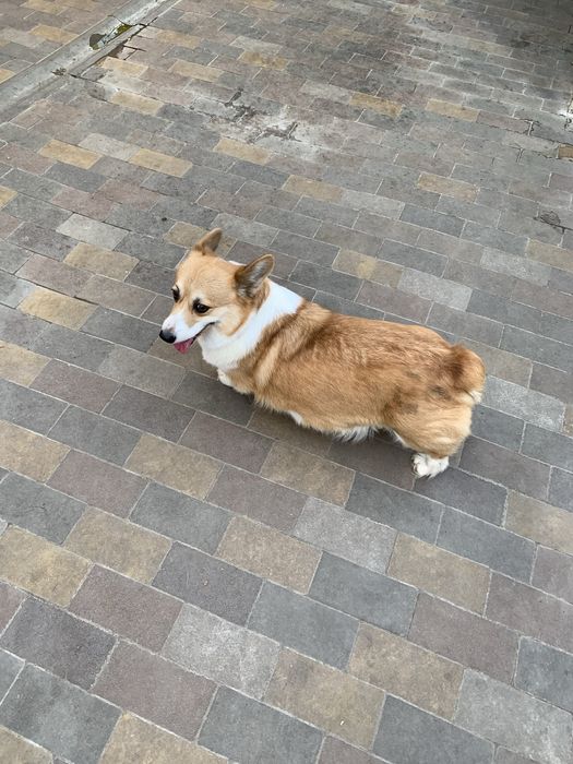 Собачка коргі пембпок