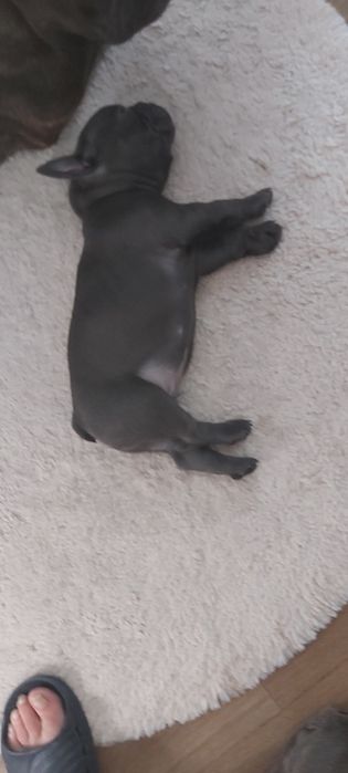 Buldog francuski