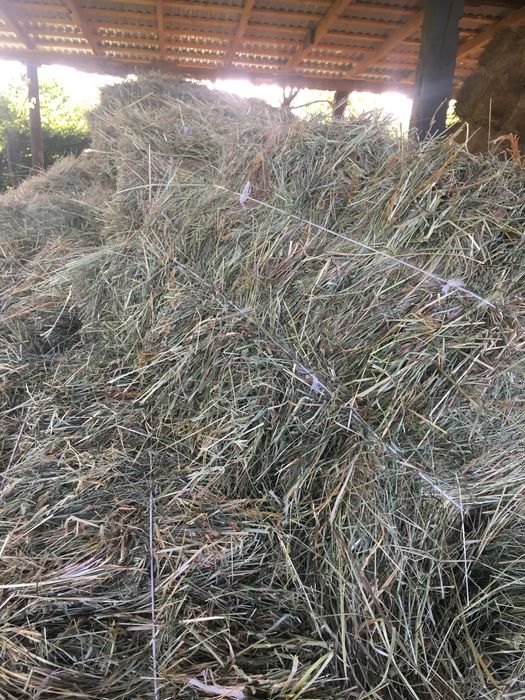 Сіно в тюках ціна 70