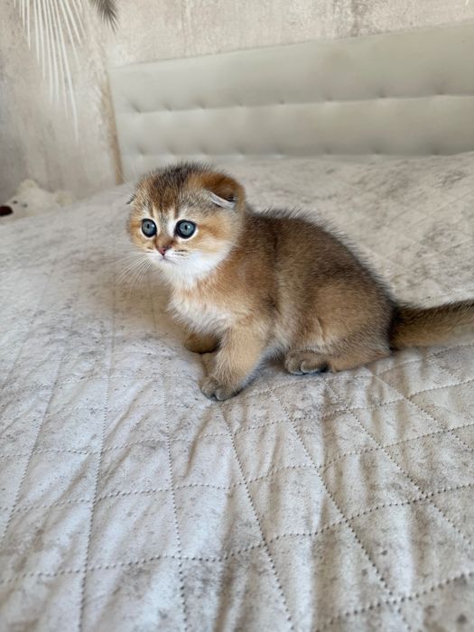 Zwisłouchy szkocki kociak