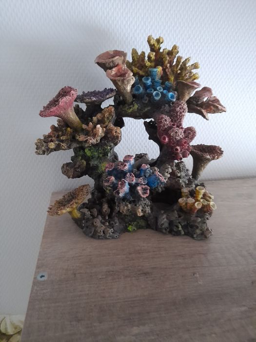 Koralowce do akwarium