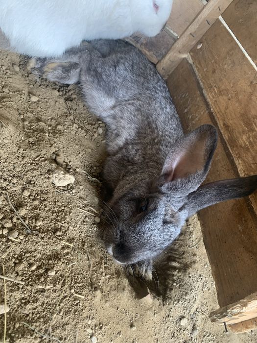 Продам або |ОБМІНЯЮ кроликів