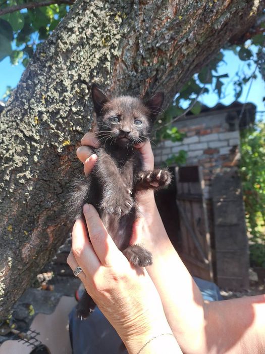 Маленькие котята бесплатно. Котенок даром. Кошка. Кот