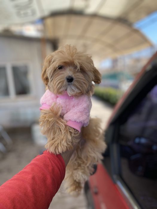 Мальтіпу , ммльтіпу