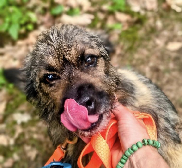 Śliczny mały Boberek do adopcji