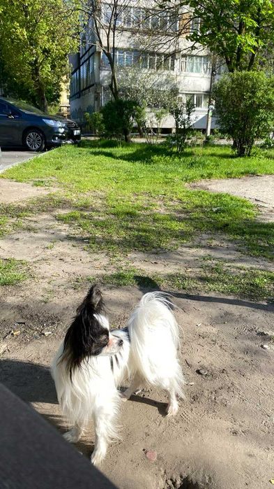 Хлопчик Папільйон (розмір міні) вʼязка