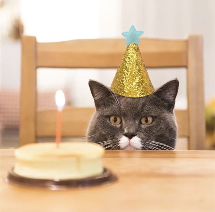 Bolos de aniversários para cães/gatos