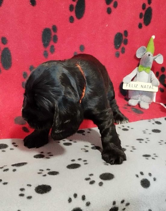 Cocker spaniel preto/a