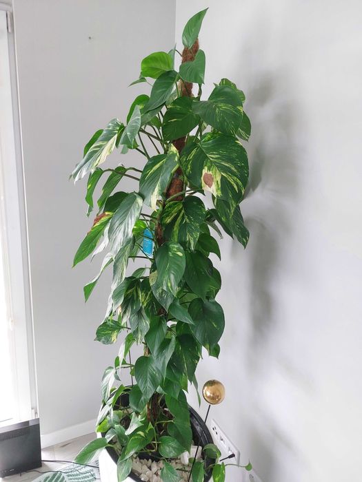 Kwiat roślina doniczkowa pnąca Epipremnum złociste