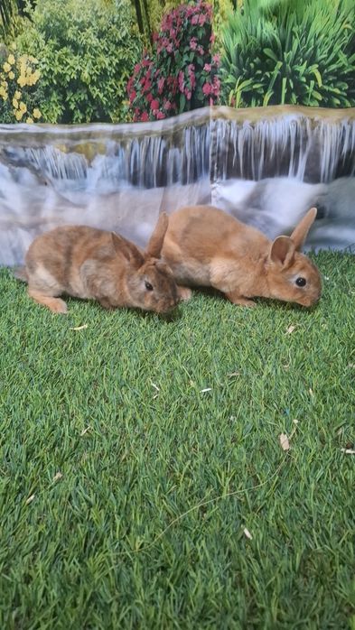 Coelhos Rex laranja/ arlequim