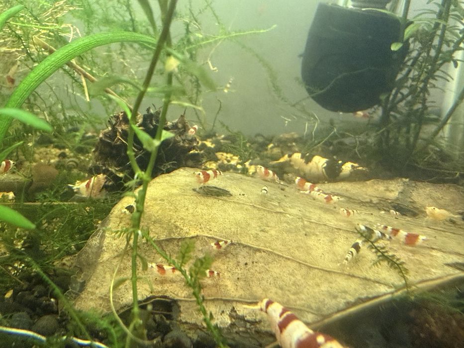 camarões caridinas e neocaridinas