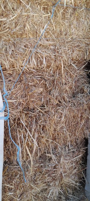 Fardos de palha pequenos deste Ano