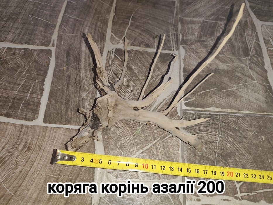 Валіснерія швидкоросла для легкого біобалансу в акваріумі