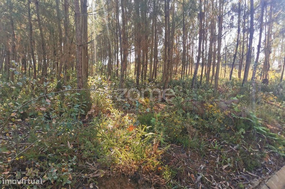 Terreno, acesso betuminoso, viabilidade construtiva, Recardães, Águ...