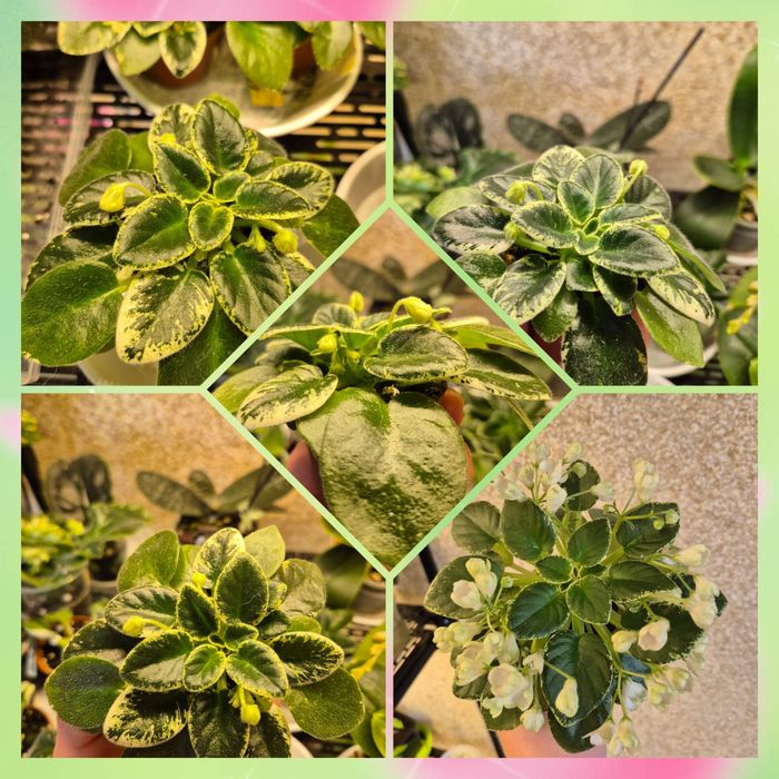 Фіалка міні Пролісок вже з квітами