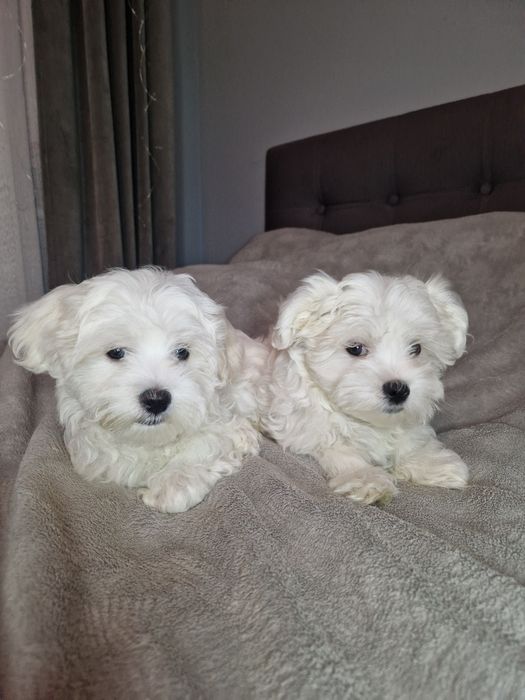 Maltańczyk Maltańczyki pieski