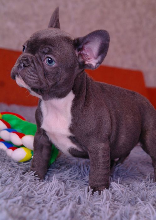 Щенки французского бульдога ждут Вас