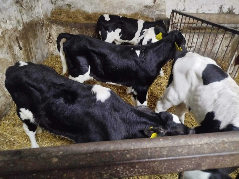 Sprzedam byczki i jałówki