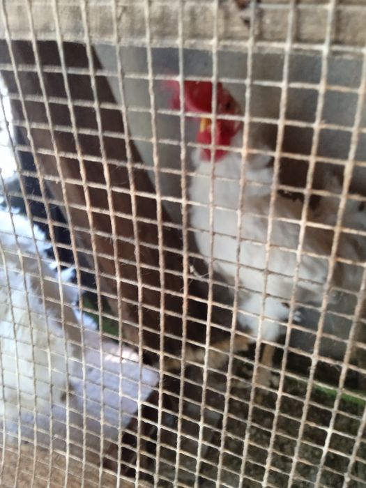 Vendo Garnizes puros