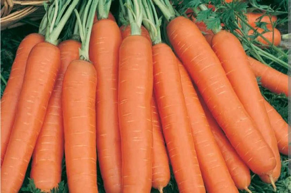 Cenouras fresquinhas direto do campo