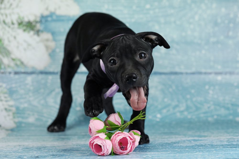 Чорна красуня Пітбуля.Амереканський Пітбультер'єр.Піт