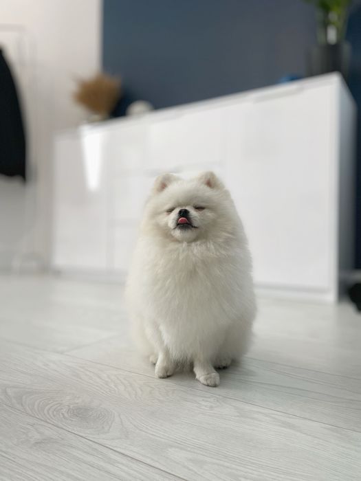 Вʼязка шпіц міні