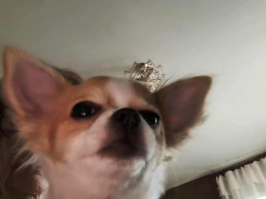 Chihuhahua piesek odchowany 15 miesięczny śliczny