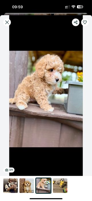 КЛасні .мальтіпу ;;той-пудельʼ ‼️