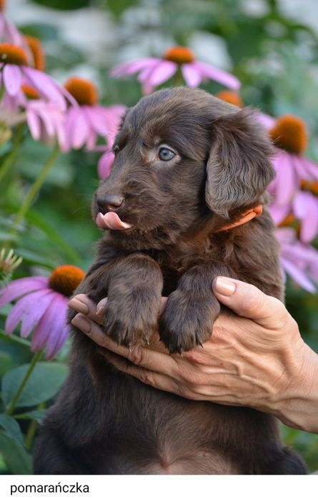 Flat Coated Retriever  suka