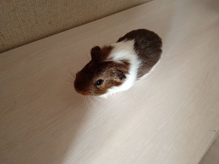 Продам морську свинку разом з кліткою