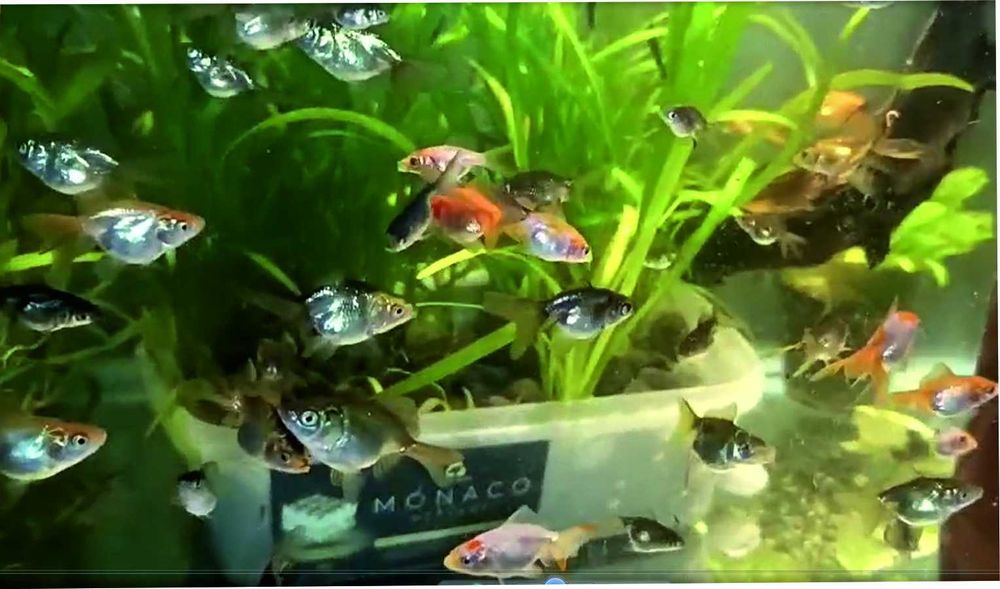 Золоті рибкі , відправляю