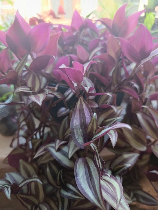 Продам традесканцию Нанук.