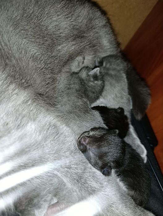 Котята шотландской вислоухой