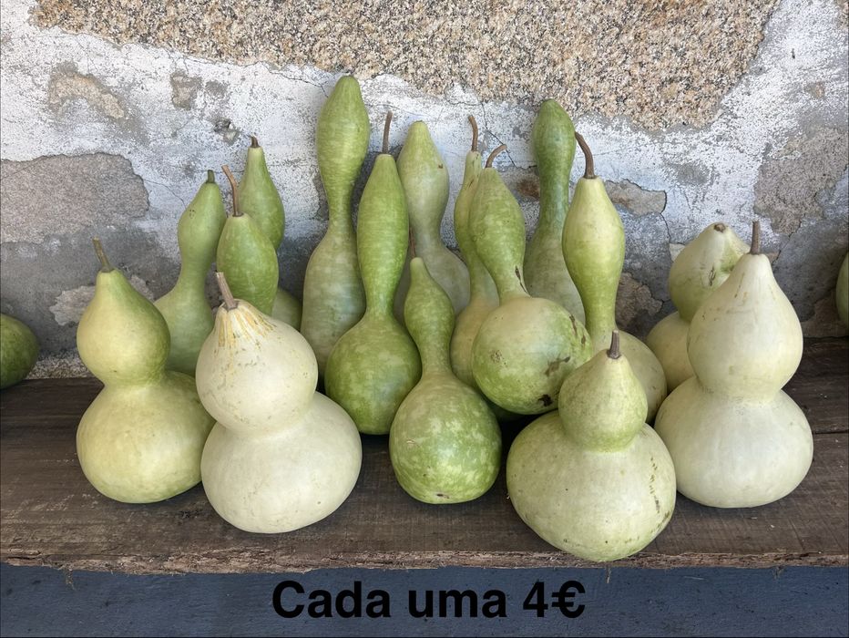 vende se aboboras e cabaças