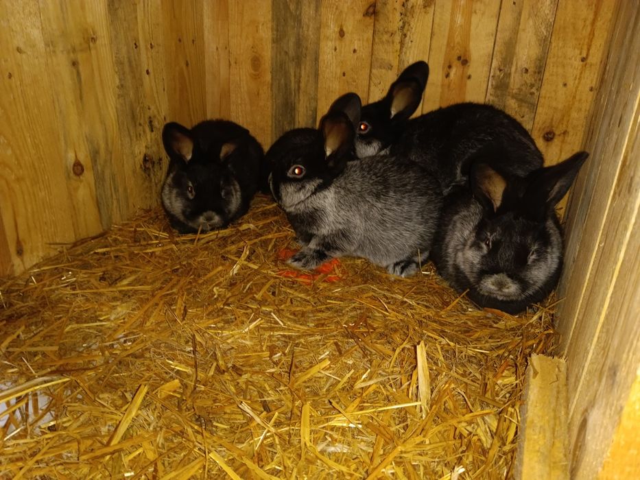 Wjs 7 tyg same samce