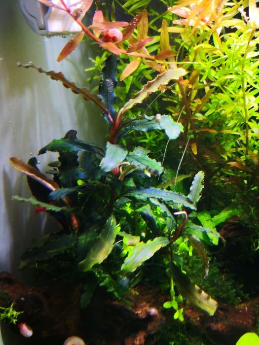 Bucephalandra  Silver Powder