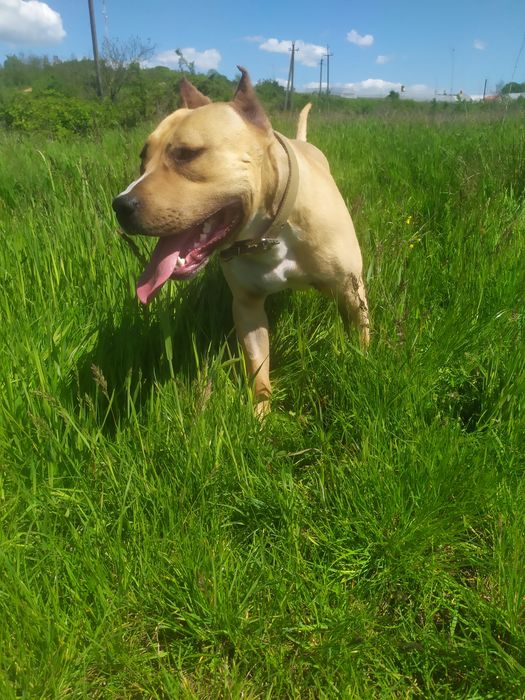 Вязка амстафа вік 2 звати Тайсон