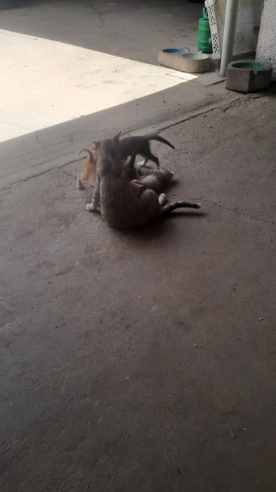 Gatinhos para Doação