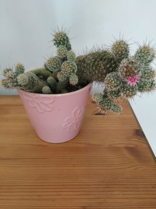 Kwiaty doniczkowe drzewka szczęścia