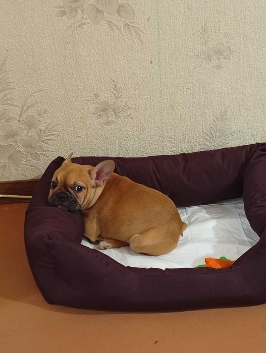 Французский бульдог