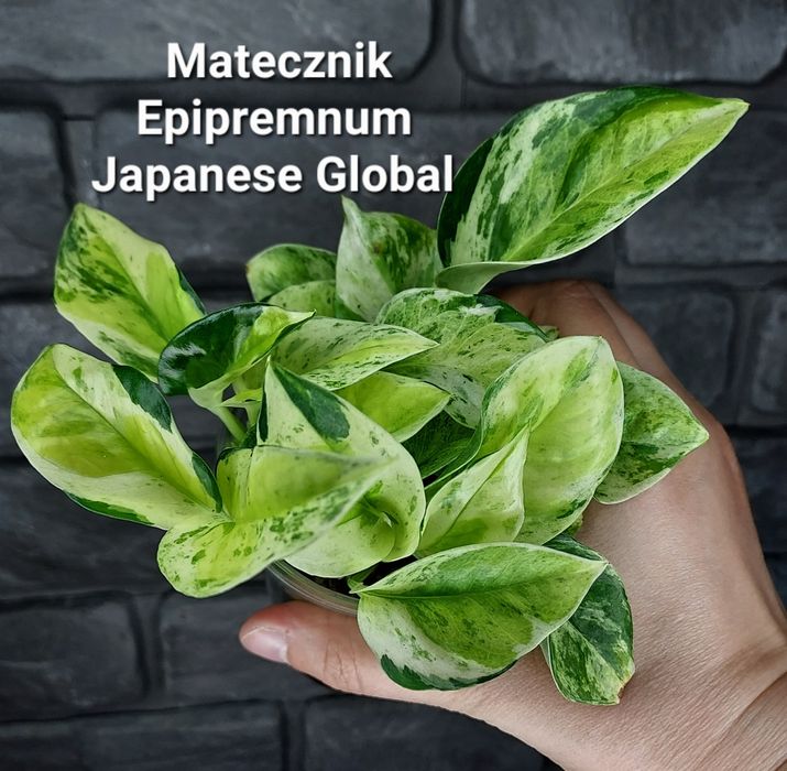 Epipremnum Japanese Global #4