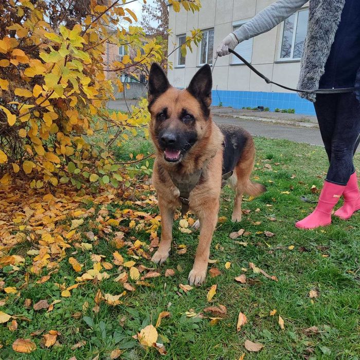 Німецька вівчарка, 4 роки, дівчинка, шукає дім.