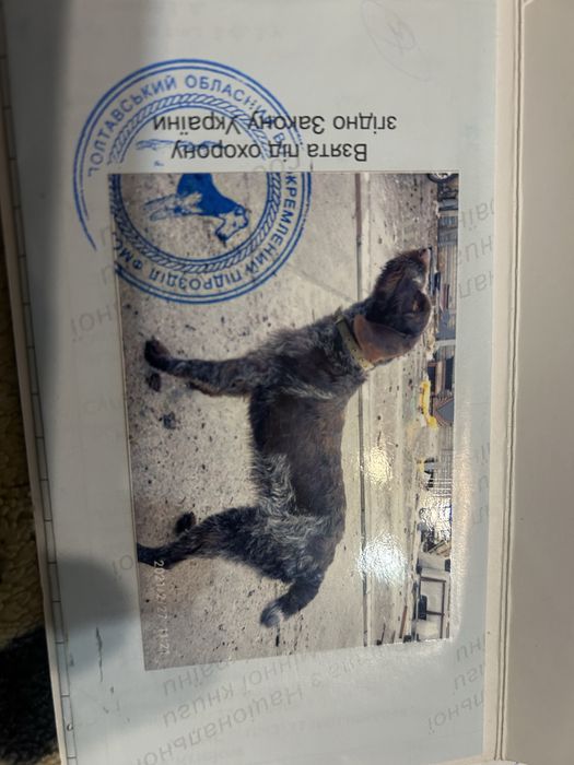 Дратхар в добрі руки безкоштовно