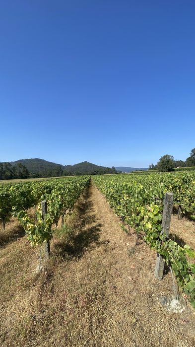 Vinhas Loureiro em Produção