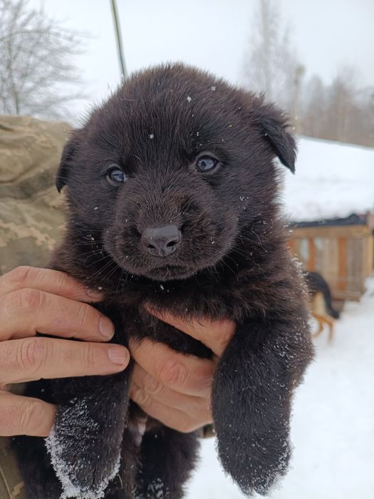 Отдам в хорошие руки щенка кабель