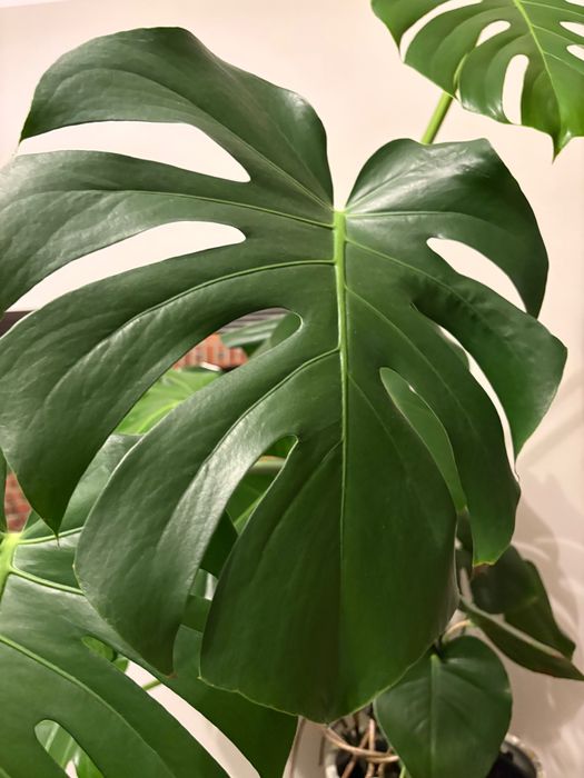 Trzyletnią zdrowa monstera