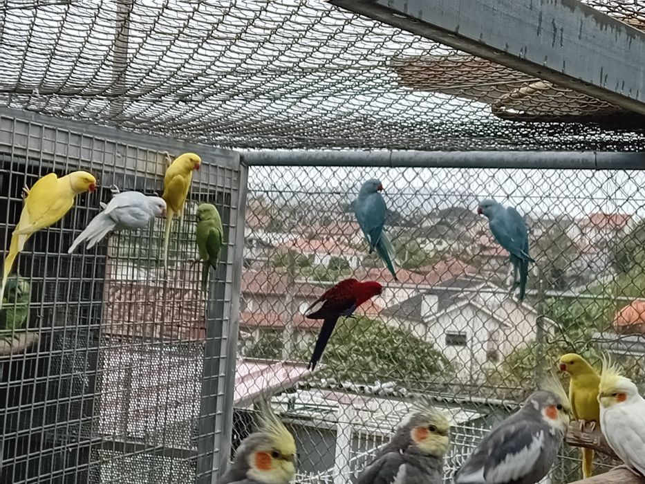 Ring neck novos de 2025